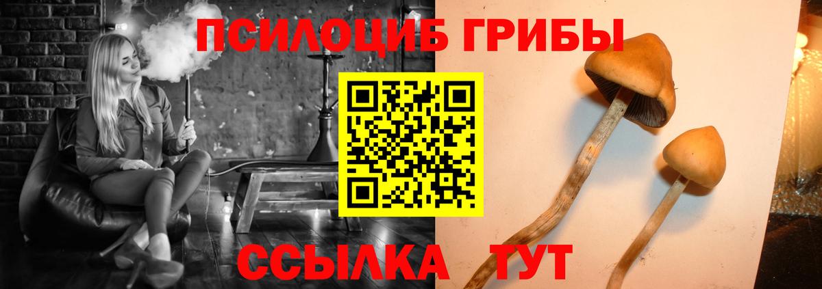 Тимашёвск  продажа наркотиков  Вход с VPN  Псилоцибиновые грибы прущие грибы  Псилоцибиновые грибы мицелий 